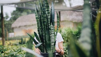 Woman Holding Snake Plant in Garden